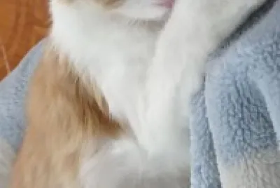 פאזל של gatos