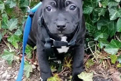 פאזל של Staffy puppy