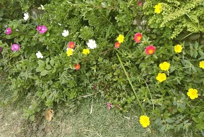 FLORES