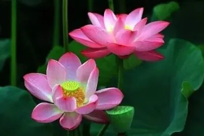 פאזל של 花