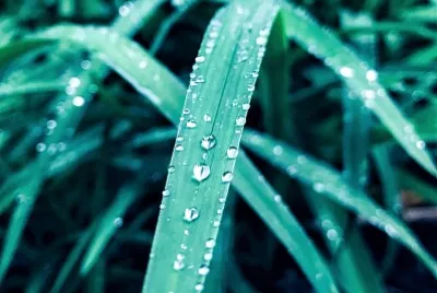 פאזל של Droplets of Rain