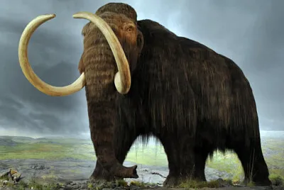 Mammoth jigsaw puzzle