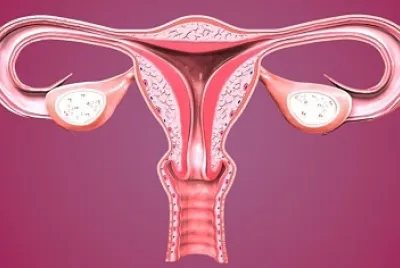 Female reproduction jigsaw puzzle
