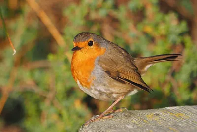 Le rouge gorge familier