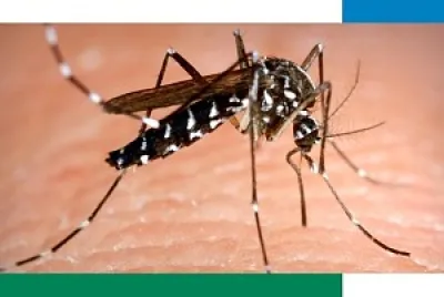 mosquito aedes aegypti jigsaw puzzle