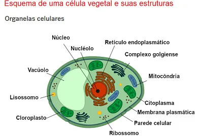 Célula vegetal