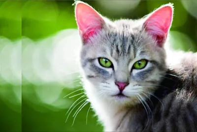 可愛動物