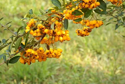 bacche di siepe jigsaw puzzle