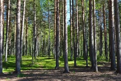 Imagem jigsaw puzzle