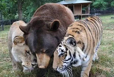 美洲黑熊、獅子及孟加拉虎之跨物種三兄弟