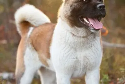 AKITA