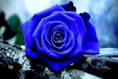 Rosa azul