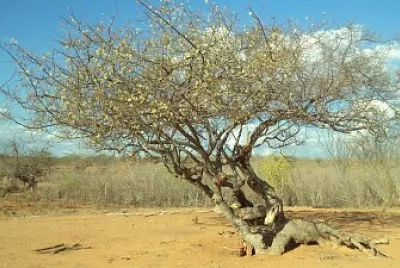 imagem jigsaw puzzle