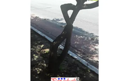 Arvore dando indicação jigsaw puzzle