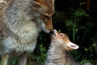 郊狼 jigsaw puzzle