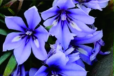 花漾