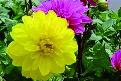 花漾