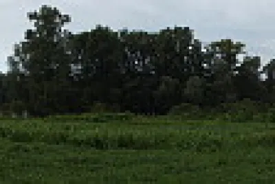 biforcazione