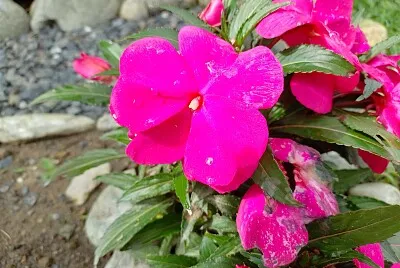 FLORES