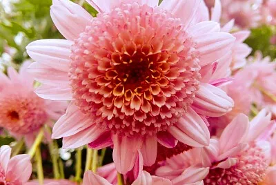 FLORES