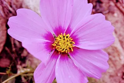 FLORES