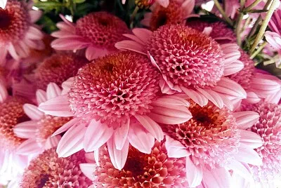 FLORES