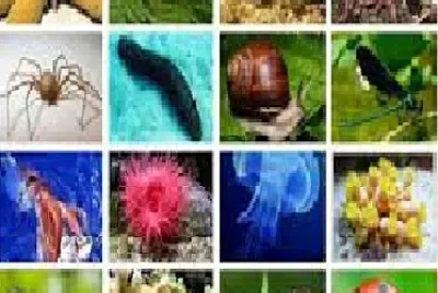 ANIMALES INVERTEBRADOS jigsaw puzzle
