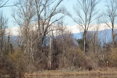 boscaglia jigsaw puzzle