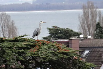 פאזל של Héron Neuchâtel