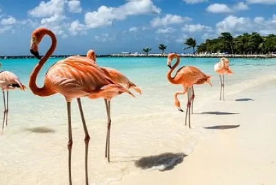 Flamands roses sur une plage jigsaw puzzle