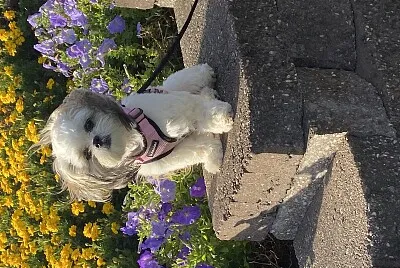 Mia