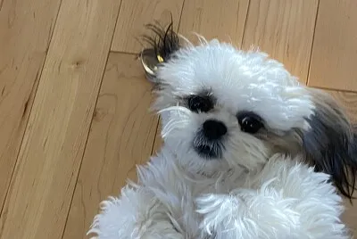 Mia