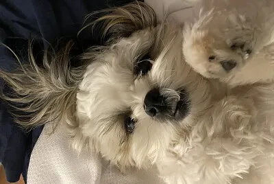 Mia