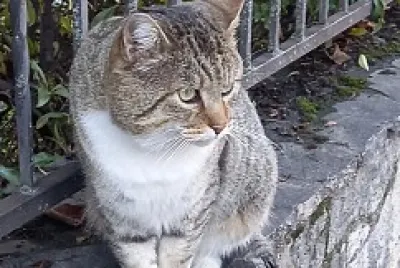 Gatto randagio