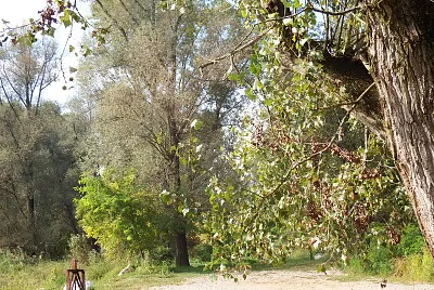 bosco a roccafranca