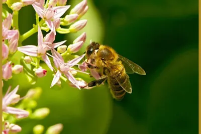 Abeille