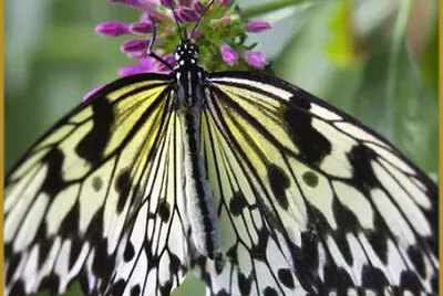 פאזל של Papillon