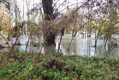 bosco invaso dall 'acqua