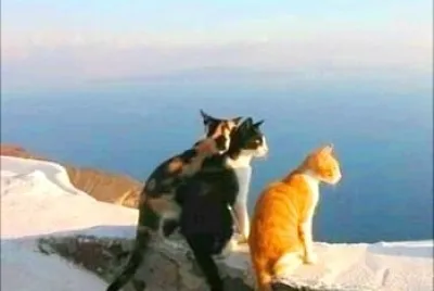gatos