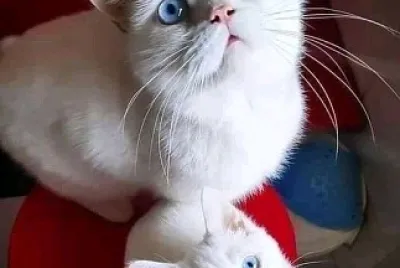gatos