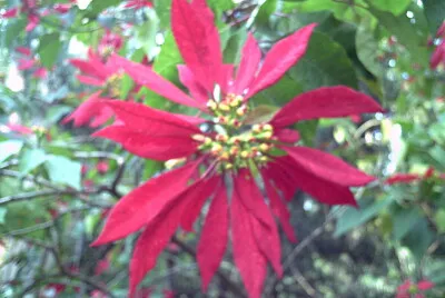 FLOR DE NOCHE BUENA