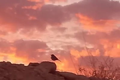 masada