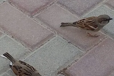 dror