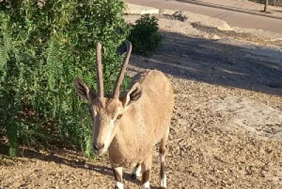 femail ibex