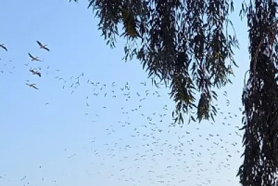 Migrating birds