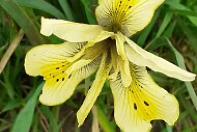 NOV IRIS