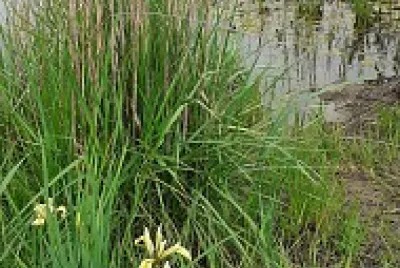 NOV IRIS FIELD jigsaw puzzle