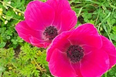 anemone