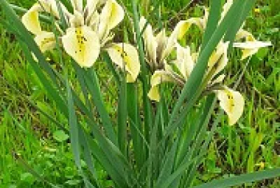 nov iris 2