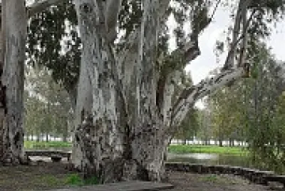 bajuriya